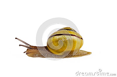 Yellow mid-banded form of Grove snail Stock Photo