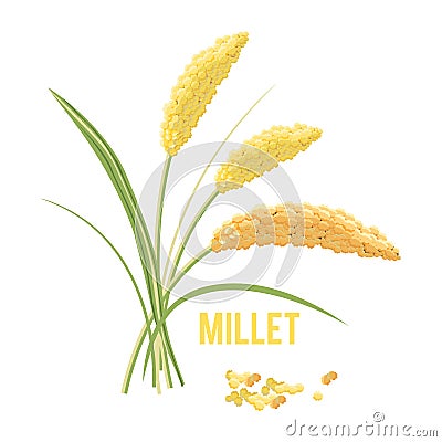 Yellow millet isolated on white background. Vector Illustration