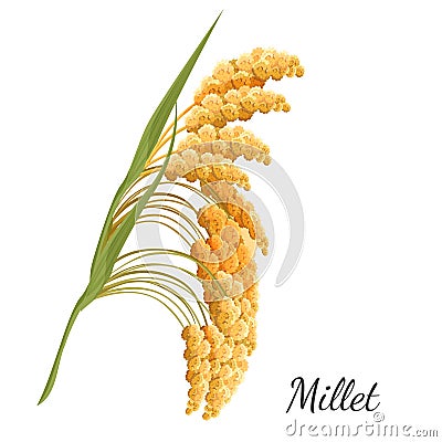 Yellow millet isolated on white. Realistic vector illustration of cereal Vector Illustration