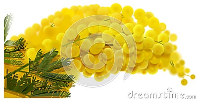 Yellow mimosa branch flowers bouquet spring holiday Vector Illustration