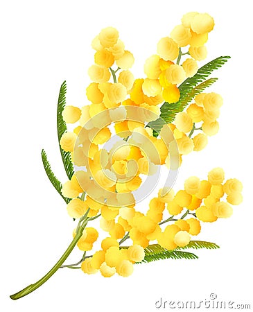 Yellow mimosa flower. Acacia flower symbol of Womens Day Vector Illustration