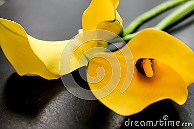 Yellow Mini Calla Lilies Black Background Stock Photo