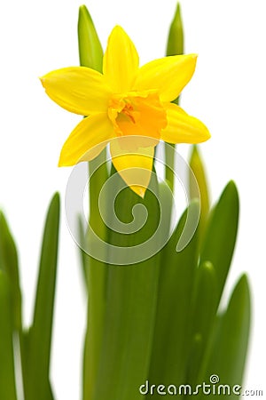 Yellow mini-narcissi Stock Photo