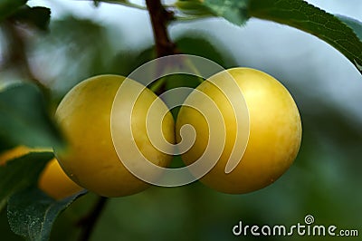 Yellow mirabelle plums. Ripe mirabelle on tree. Organic fruit before harvest in summer. Prunus domestica syriaca Stock Photo