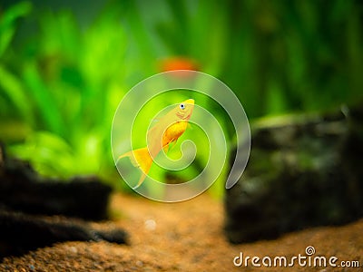 Yellow molly fish Poecilia sphenops swimming on a fish tank with blurred background Stock Photo