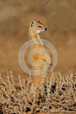 Yellow mongoose Stock Photo