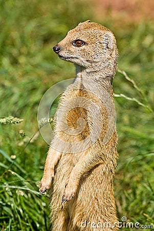 Yellow Mongoose on alert. Stock Photo