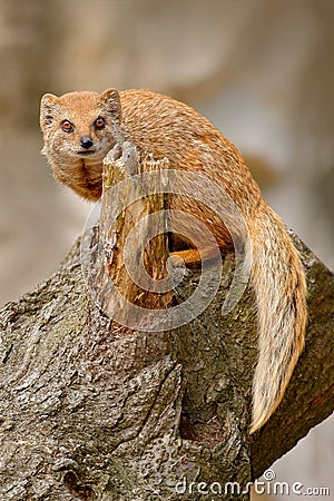 Yellow Mongoose, Cynictis penicillata, sitting on the tree trunk. Stock Photo