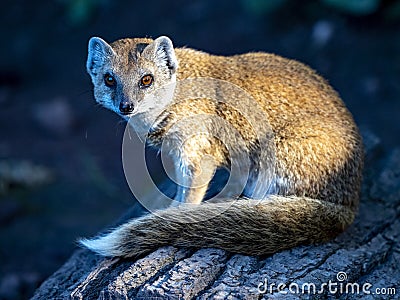 Yellow mongoose, Cynictis penicillata, is a very agile African beast, living in earth burrows Stock Photo