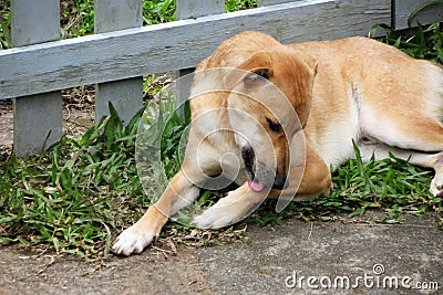Yellow mongrel stray dog scratching licking Stock Photo