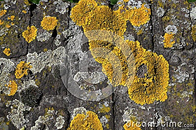 Yellow moss Stock Photo