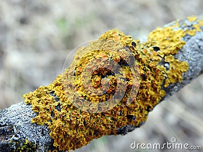 Yellow moss on old tree branch, Lithuania Stock Photo