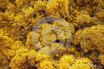 Yellow moss texture, close up. Decorative stable preserved moss for landscaping. Moss background. Floral design. Interior design Stock Photo