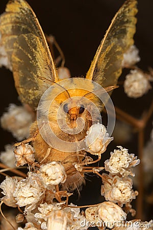 Yellow Moth, Close up of a moth. Night butterfly Stock Photo