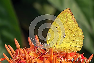 Yellow Mottled Emigrant butterfly Catopsilia pyranthe Stock Photo