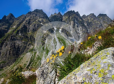 Yellow mountain flowers in the rocks, in the background the ridge of the High Tatras. Alpine flora, Slovakia. Stock Photo