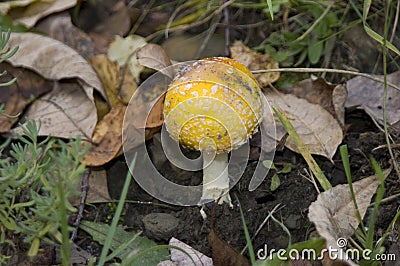 Bright yellow mushroom in NYS called Fly Agaric Stock Photo