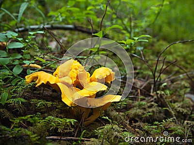 Yellow mushroom growing Stock Photo
