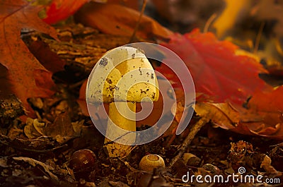 Yellow mushroom between red leaves Stock Photo