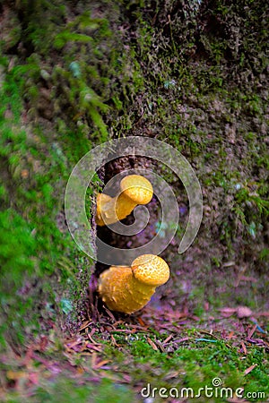 Yellow Mushrooms, Hallucinogen, Blur Effect, Seasonal Ingredients, Forest Ground, Poison Stock Photo