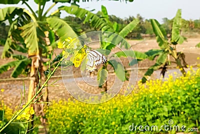 Yellow mustard flower on delias eucharis or jezebel butterfly Stock Photo