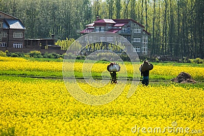Yellow mustard flower field in srinagar, jammu, kashmir, india Stock Photo