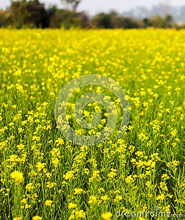 Yellow mustard flowers in a mustard farm green. Sarson saag farm in day time Stock Photo