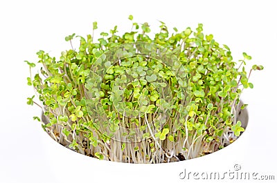 White mustard microgreens, Sinapis alba, in white bowl, front view Stock Photo