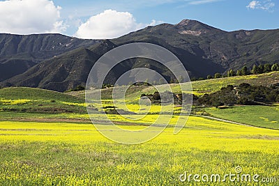 Yellow mustard and mountains, upper Ojai California, USA Stock Photo
