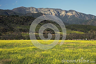 Yellow mustard and Topa Topa mountains in spring, upper Ojai, California, USA Stock Photo