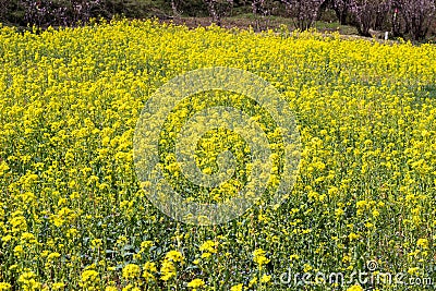 Yellow nanohana fields at Hanamiyama Park,Fukushima,Tohoku,Japan. Stock Photo