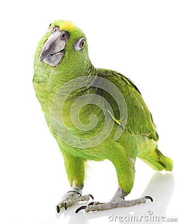 Yellow-naped Amazon Parrot Stock Photo