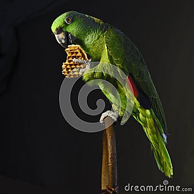 Yellow-naped amazon parrot eat waffle Stock Photo