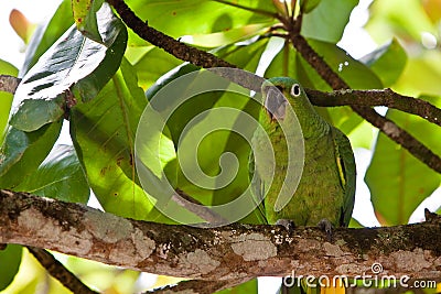 Yellow-naped parrot bird sitting on a branch Stock Photo