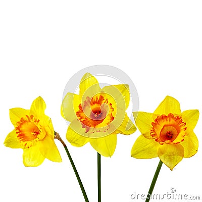 Yellow narcissus Stock Photo