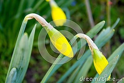 Yellow narcissus, also known as lent lily, is just before flowering and is the best-known plant from the narcissus genus Stock Photo