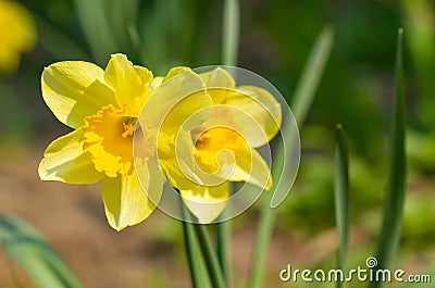 Yellow narcissus bloomed Stock Photo