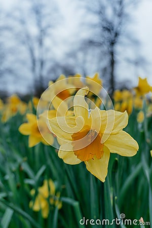 Yellow Narcissus Daffodil Flowers in Bloom Stock Photo