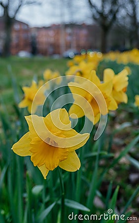 Yellow Narcissus Daffodil Flowers in Bloom Stock Photo