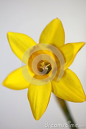 Yellow narcissus flower close up yellow river family amaryllidaceae modern background high quality print Stock Photo