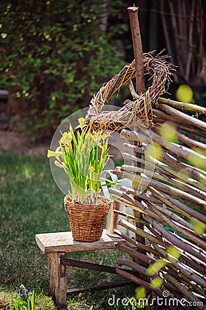 Yellow narcissus in pot, osier wicker fence and tools in early spring garden Stock Photo