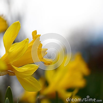 Yellow narcissuses in a square. Stock Photo