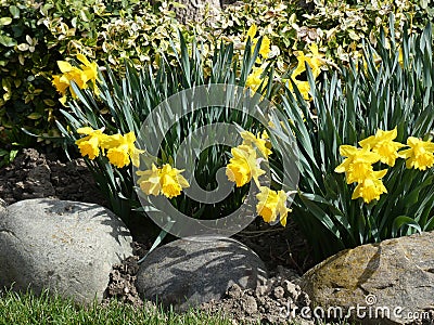 Yellow narcissuses Stock Photo
