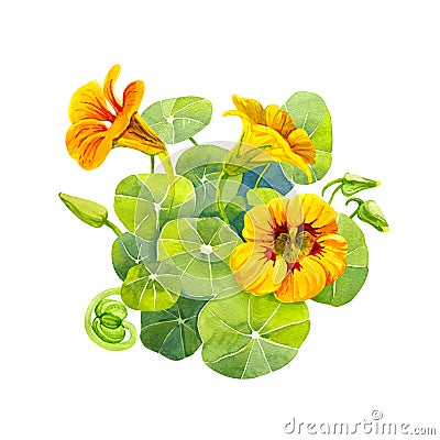 Yellow nasturtium flowers and leaves painted with watercolor Cartoon Illustration