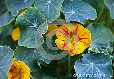 full frame shot of yellow nasturtium flowers and leaves Stock Photo