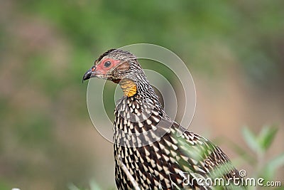 Yellow-necked spurfowl Stock Photo