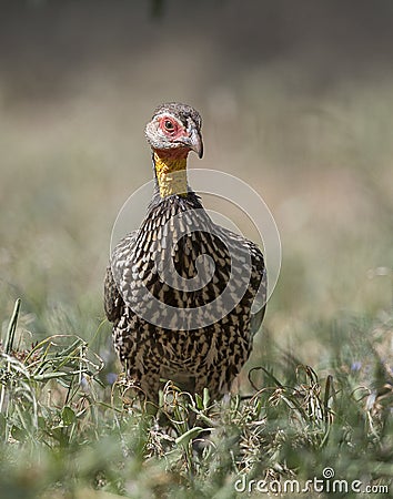 Yellow-necked Spurfowl at Amboseli National Park,Kenya,Africa Stock Photo