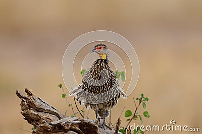 Yellow-necked Spurfowl or Froncolin Stock Photo