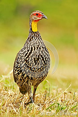 Yellow Necked Spurfowl or yellow-necked francolin found in Djibouti, Eritrea, Ethiopia, Kenya, Somalia, Sudan, Tanzania, and Stock Photo