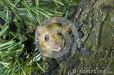 Yellow-necked Wood Mouse Stock Photo